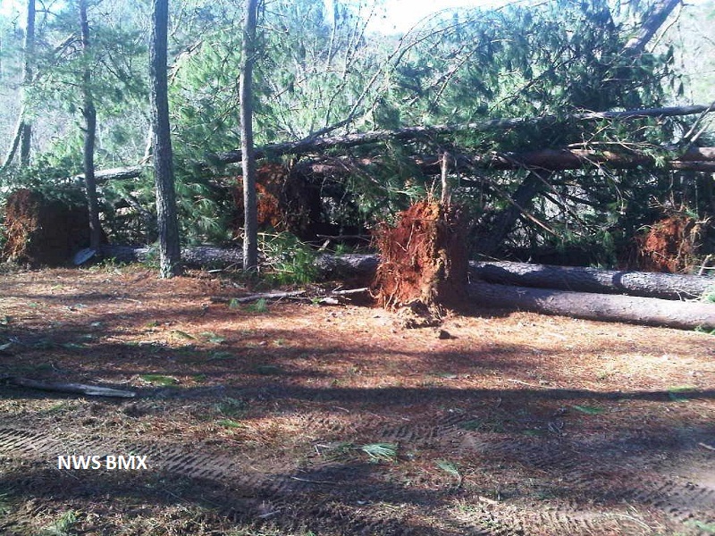 Storm Damage Image